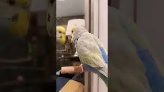 #cute #pets #funny #video #vlog #birds #budgies #beautiful #youtubeshorts #волнистыйпопугайчик #like