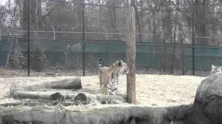 Tiger Stands On Two Feet and Uses Scratching Post