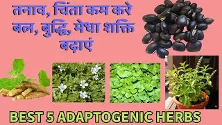 Ashwagandha Kaunch Beej Tulsi Brahmi aur  Mandukparni khane ke fayde | #ashwagandhakefayde #tulsi 