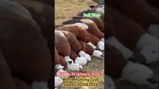 Duck Hunting Goose Hunting Waterfowl Migration #music #angel #dance #edit #cuteduck #duckduckgoose
