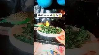 Budgies weekly soft food schedule// @Amolbirds MH20 Bird's Lover's
