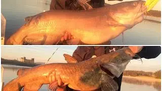 1Rod1ReelFishing and Extreme Philly Fishing PB Catfish TN River Nickajack