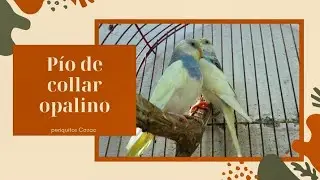 Periquitas pío de collar opalinas.