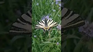 A beautiful European #Butterfly in the wild. #Rustic views. Unusual world of #animals