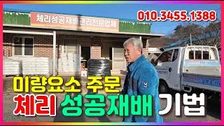 체리 신안농장  체리성공재배기법 미량요소 주문 택배 배송 260117