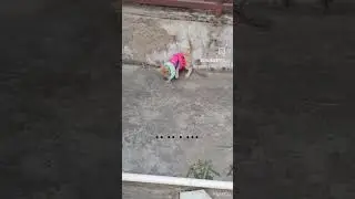 Lo hogya🙏😭.. //Charlie kittu// #youtubeshorts #cat #trending #catclothes #cute #viral