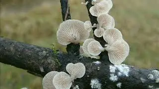 Panellus mitis
