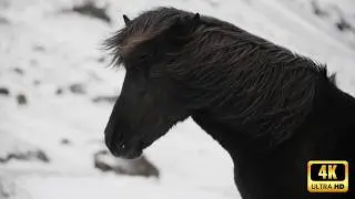 The Untold Beauty of Wild Herds: 15 Minutes of Pure Nature