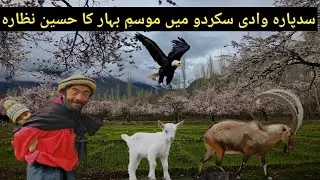 Blossom Season In Sadpara Valley | The Spring Season In Sadpara Valley Skardu| Skardu |Skardu Valley