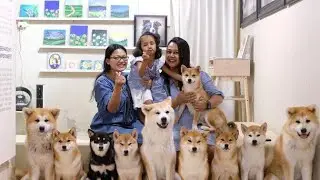 The Huskitory, Malaysia