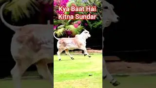 gay ka Khubsurat yah nasl 💞#cow #bull #gaumata #girl #ytshorts #sorts #shortsfeed #short