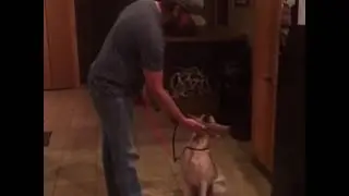 Hold Conditioning vs Force Fetch - Using Positive Dog Training Method