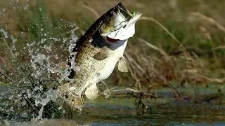 Pond Hopping with AP Bassin