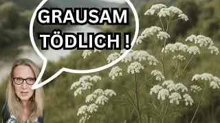 Diese Giftpflanzen breiten sich weiter aus, weshalb Du sie erkennen solltest. Gefleckter Schierling.