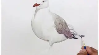 Watercolor bird painting/a beautiful red-billed gull watercolour bird painting
