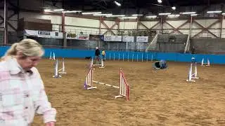 Annie's AKC Jumpers with Weaves 1/9/26
