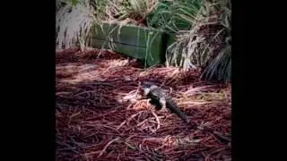 Bird vs Lizard!!!