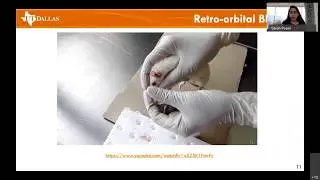 Best Practices in Rodent Surgery (1): From Blood Draws to Tissue Staining