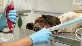 KRUUSE - Ambu vScope