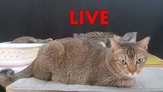 Relaxing sleepy cats - sleepy fat cat loaf , basket cat, transparent box cat LIVE