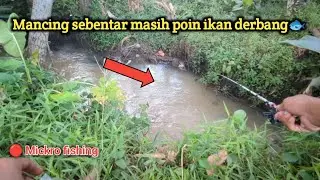 MANCING IKAN DERBANG DI PARIT KECIL, UMPAN INI MASIH GACOR‼️#mancingliar #fishing 