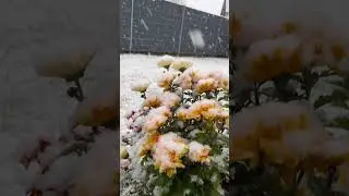😁🌼❄️ #my Garden #naturelovers #snow #flowers #shortvideo