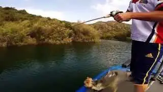 Pesca del black bass con jerkbait