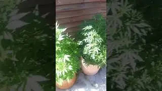 my outdoor grow cheese and black beauty and swazi gold