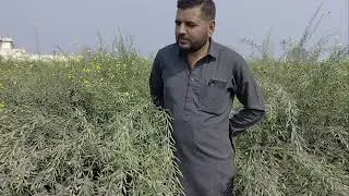 New Hybrid Mustard SMH-20-22 | सरसों की खेती कैसे करें। #mustard #45s46 #sarso