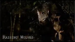 UTC Student Lens - Raising Wolves