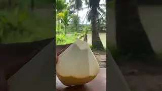 Satisfying ASMR: Mastering the Art of King Coconut Cutting  #coconutwater #satisfying #cocnut #asmr