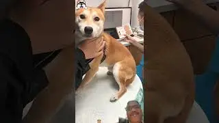 Dog funny and cute moments #funny #pets #wildtv #discovery #animals #wildlife #dog