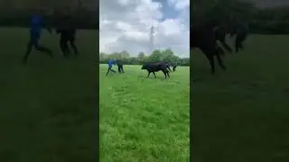 Cow chases students in field 😅