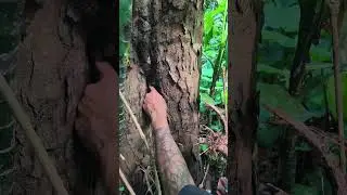 Menemukan sarang lebah di tempat anu....