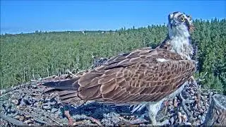 Kalakotka/07-29-19/10:15 Dad in with fish but not for diappointed UJ