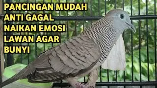 Suara Betina Ampuh - Perkutut Betina Memanggil Jantan || The female turtle dove calls the male