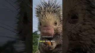 Five mistakes you should never make with these animals! #facts #fyi #animals #animalfacts