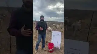 Targeted Nutrition to Optimize Lamb Crop
