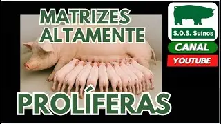SUINOCULTURA: SOS SUINOS  - MATRIZES ALTAMENTE PROLÍFERAS