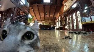 Satoshi the Kitten does Acrobatics while Playing Fetch