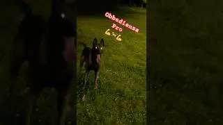 Malinois in Azione 🔥 Addestramento e Obbedienza da URLO | Belgian #malinois #dogtraining
