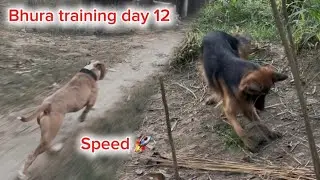 Bhure ki running krva di (60 kispeed) || training day 12 