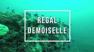 Coastal Invasive Species - Regal Demoiselle - FISAW 2020