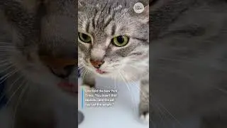 Pet Ozempic? It's real. And here's how it may work for your fat cat