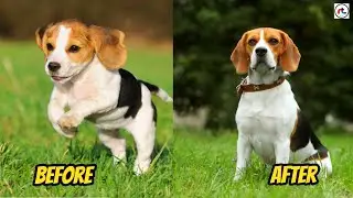 Dog Breeds Before & After Growing Up 🐶 Part - 02