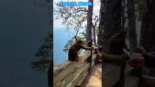 teesta river view point🤩#teesta river#shorts