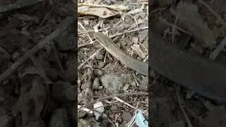 False cobra in its habitat