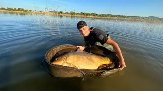 Carpa Royal (26 kg) 2023: [BOQUERON]
