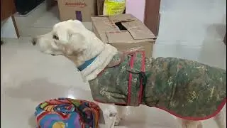 My Pet 🐕🐕#dog#animals#dogs#pets#dogshorts#doglife#viralvideo#youtubeshorts#labrador#