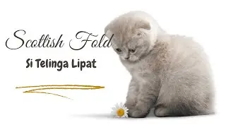 Si Imut Scottish Fold